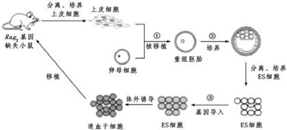 基因治療技術流程中的卵母細胞核去除與非常規(guī)水源利用技術研發(fā)